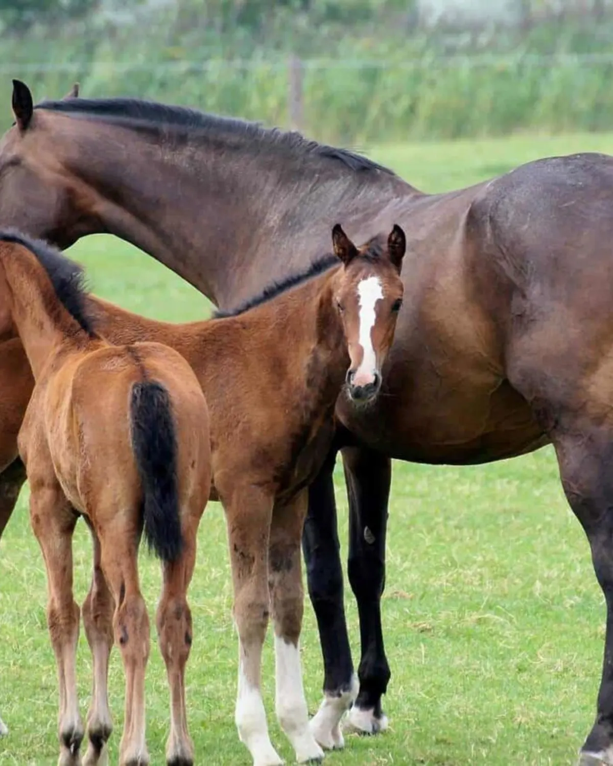 Mare and two foals standing together in a pasture